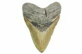 Robust, Fossil Megalodon Tooth - North Carolina #365973-1